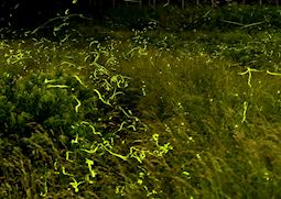 Fireflies in the darkness