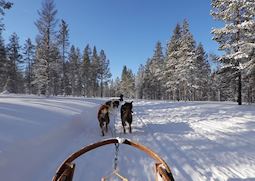 Husky sledding, Rovaniemi, Finnish Lapland