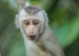 Gibbon at Khao Yai
