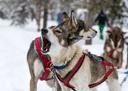Dog sledding, Alaska
