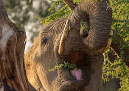 Samburu National Reserve