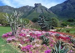 Kirstenbosch Botanical Garden, Cape Town, South Africa