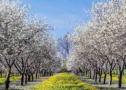 Cherry blossom outside Traverse City