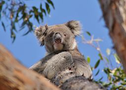 Wild koala on Kangaroo Island