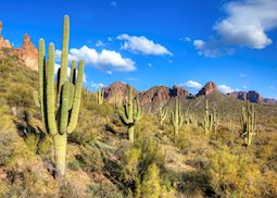 Saguaro cacti near Tucson, Arizona