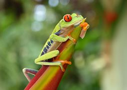 Red eyed tree frog, Costa Rica