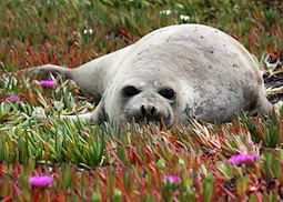 Elephant seal, Península Valdés