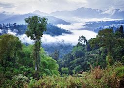 Amazon Rainforest, Ecuador