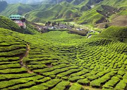 Cameron highlands tea plantation
