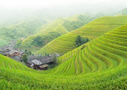 Rice paddies, Northern Luzon