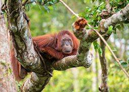 Female orangutan, Kalimantan, Indonesian Borneo