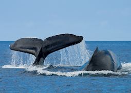 Whales, Hawaii 