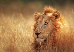 Lion, Kruger,  South Africa
