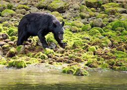 Black bear, Tofino
