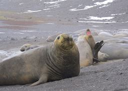 Elephant seals, South Shetland Islands 