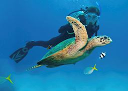 Diving in Great Barrier Reef, Australia