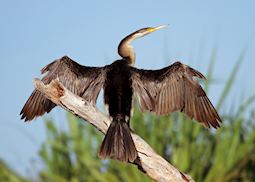 Oriental darter, Kakadu National Park, Australia