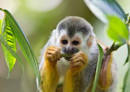 Squirrel Monkey, Manuel Antonio National Park, Costa Rica
