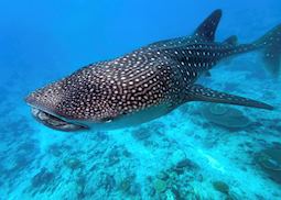 Whale Shark, The Maldives