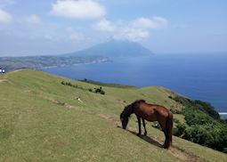Horse grazing on Batan Island