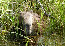 Capybara in the Ibera wetlands