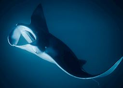 Manta Ray Night Snorkel, Hawaii (Big Island)