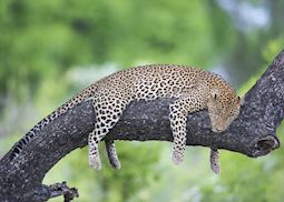 Leopard, South Luangwa National Park