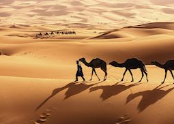 Camels in the Sahara