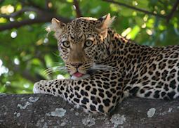 Leopard in South Luangwa National Park