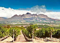 Vineyards of Sellenbosch