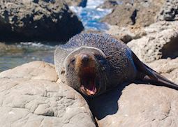 Seal on Ohau Point 