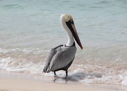 Pelican, Roatan Island