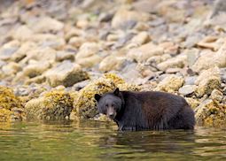 Black bear in water