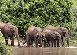Elephant drinking in Chobe National Park