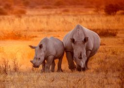 Rhino in Etosha