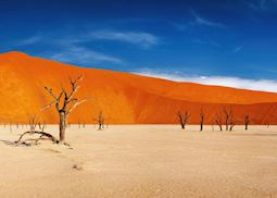 Dead Vlei