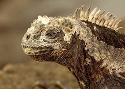 Marine iguana, Fernandina Island