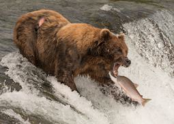 Grizzly Bear at Brooks Falls