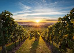 Okanagan vineyards, British Columbia