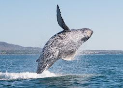 Humpback whale breaching, British Columbia