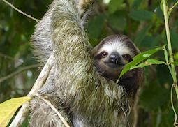 Sloth, Tortuguero National Park