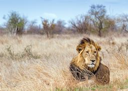 Lion in the Kruger