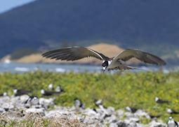 Sooty terns, Bird Island