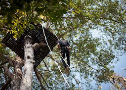 Flight of the Gibbon Zip Line Excursion in Siem Reap, Cambodia