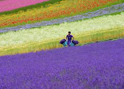Flower fields of Furano and Biei, Hokkaido