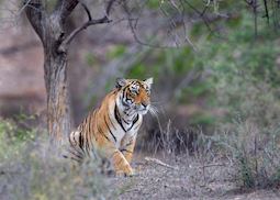Tiger, Ranthambhore National Park