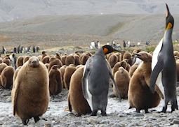 Clingy king penguin chicks, South Georgia