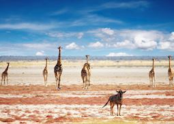 Giraffe in Etosha National Park