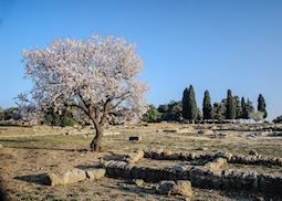 Almond tree, Agrigento