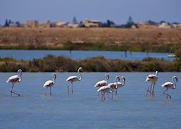 Salt pans, Trapani